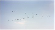 Birds in V-formation